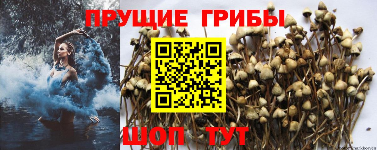 Псилоцибиновые грибы MAGIC MUSHROOMS  Псилоцибиновые грибы ЛСД  Златоуст  Вход с VPN 